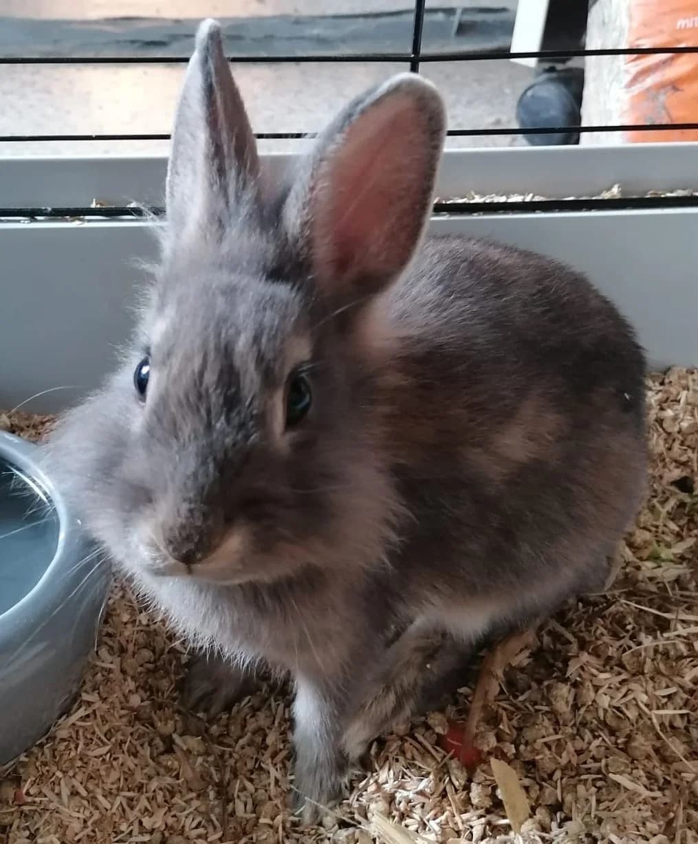 Lea, female mixed breed for adoption at Tierheim Montabaur, Montabaur