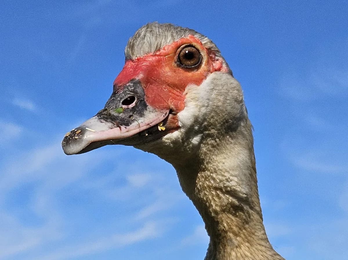 Bibi, female mixed breed for adoption at Tierheim Montabaur, Montabaur