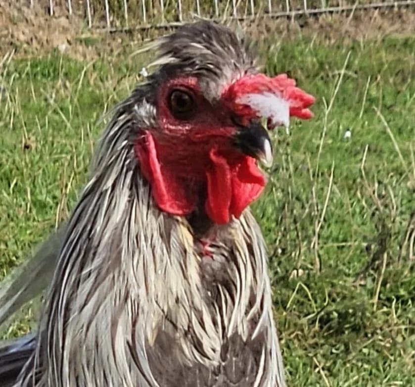 Trick, male mixed breed for adoption at Tierheim Montabaur, Montabaur