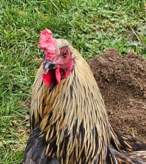 Track, male mixed breed for adoption at Tierheim Montabaur, Montabaur