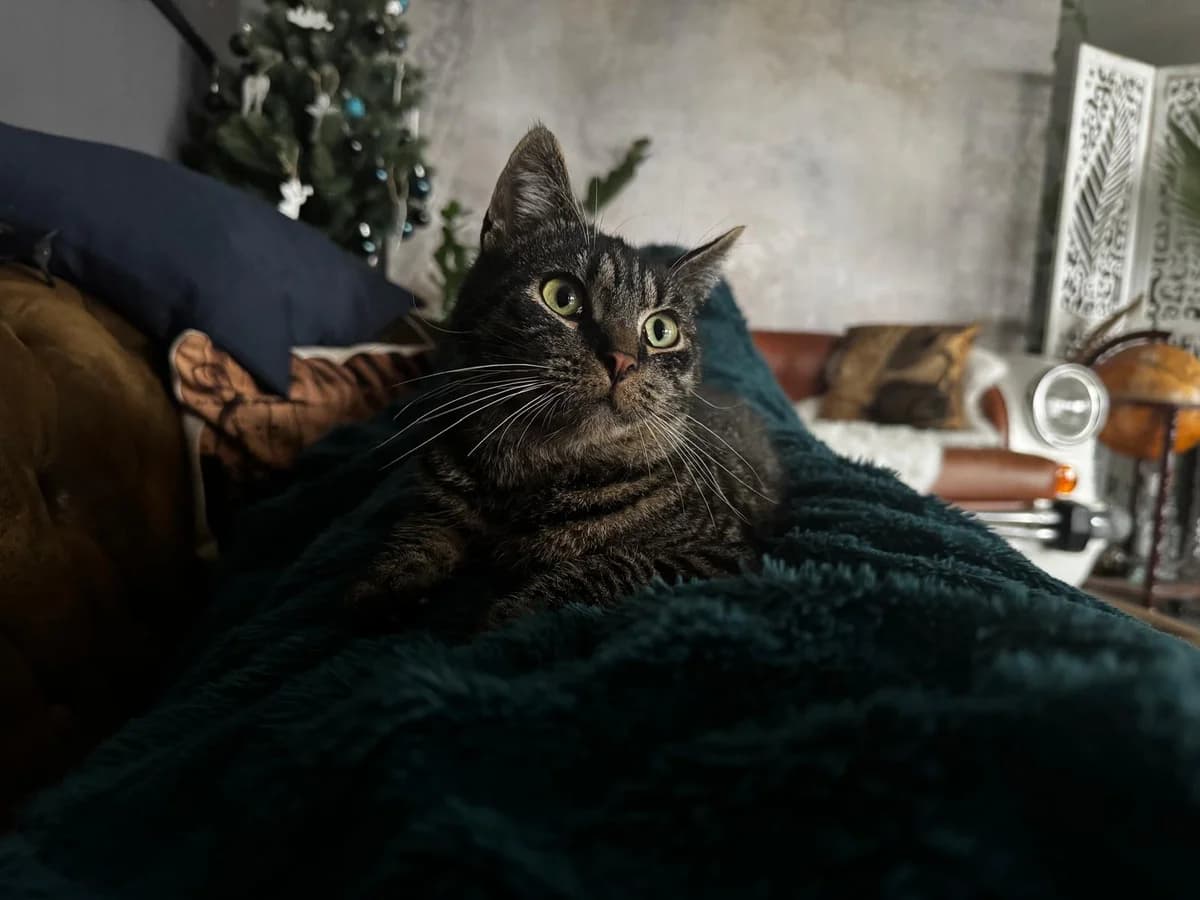 Wolfgang, male mixed breed for adoption at Tierheim Montabaur, Montabaur