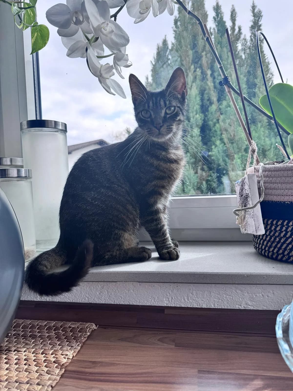 William, male mixed breed for adoption at Tierheim Montabaur, Montabaur