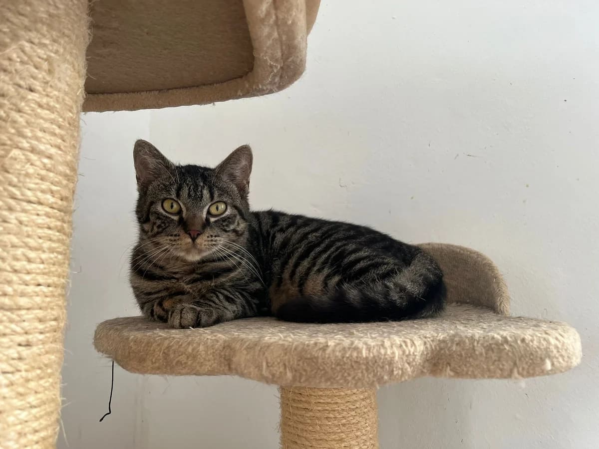 Walburga, female mixed breed for adoption at Tierheim Montabaur, Montabaur