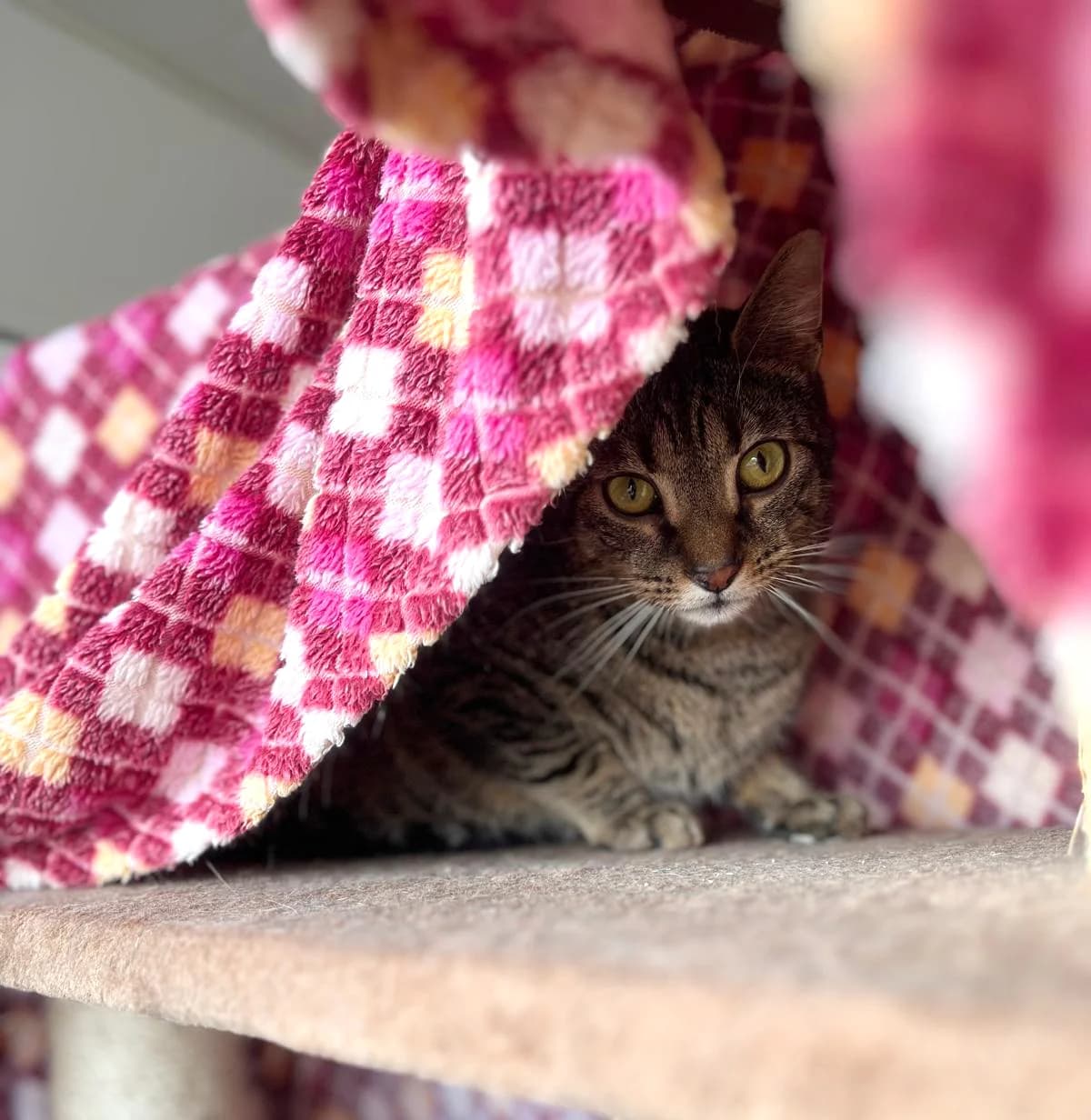 Werner, male mixed breed for adoption at Tierheim Montabaur, Montabaur