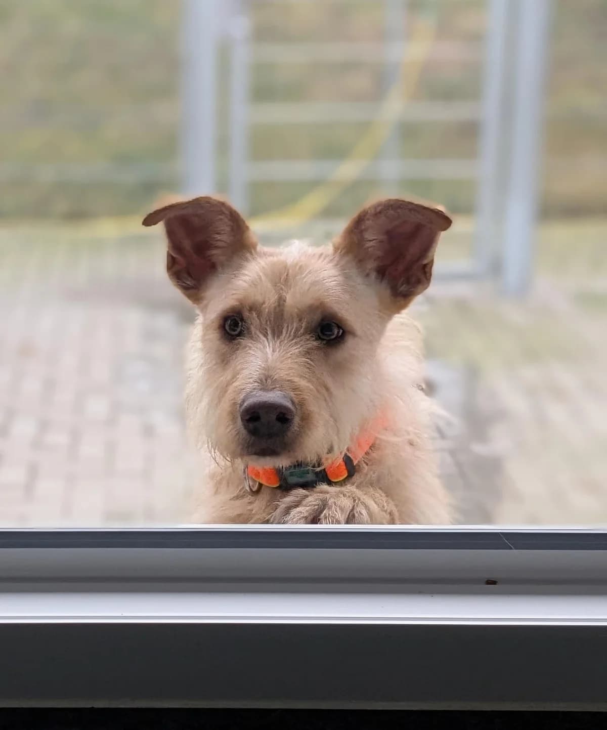Billy, male 4yo Mixed Breed for adoption at Tierheim Montabaur, Montabaur