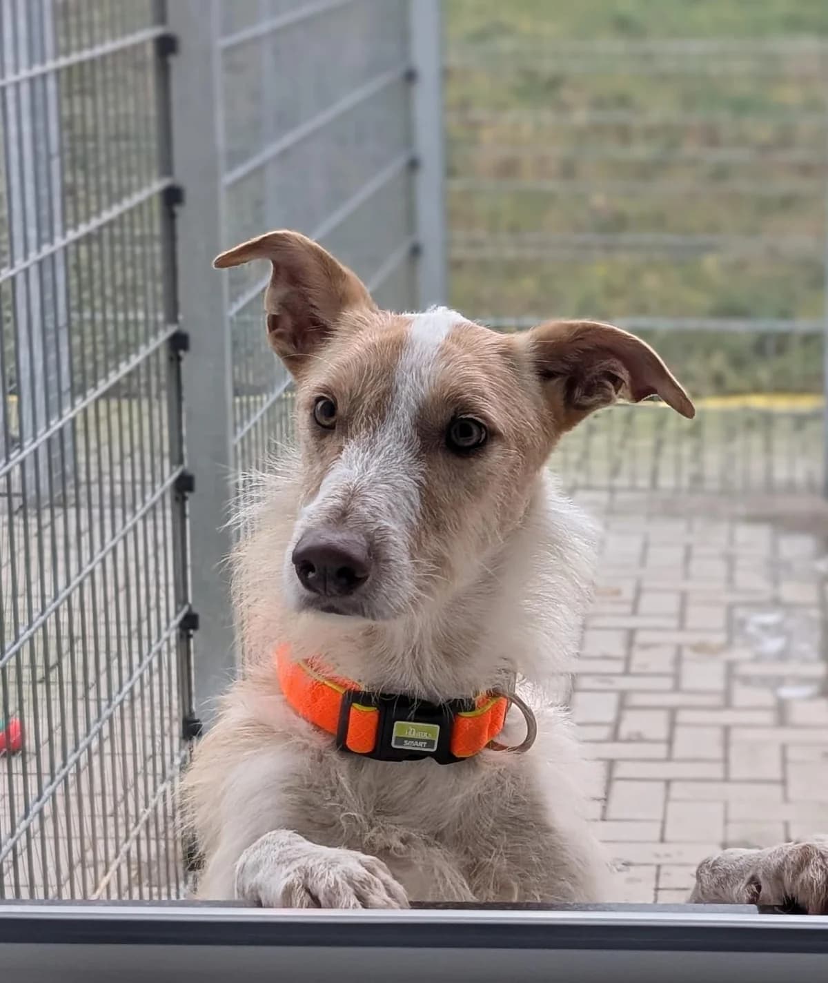 Lucky, male Mixed Breed for adoption at Tierheim Montabaur, Montabaur