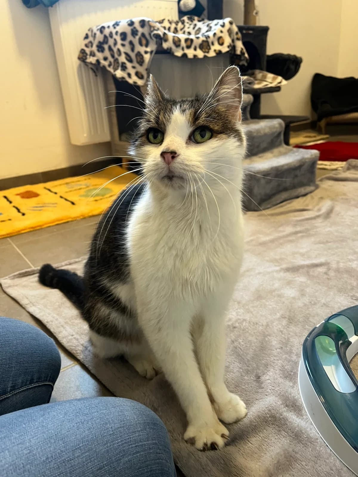 Silas, male mixed breed for adoption at Tierheim Montabaur, Montabaur