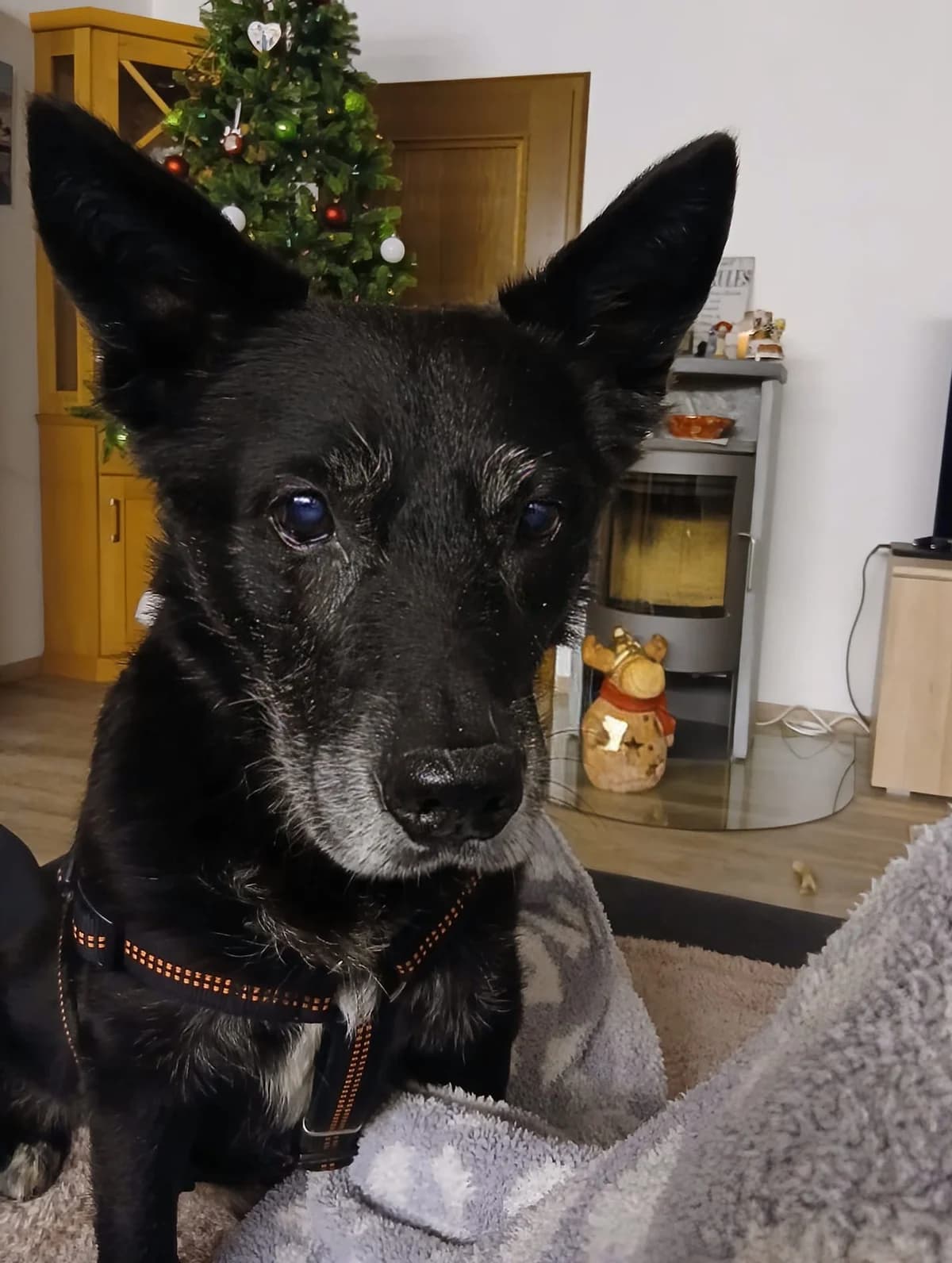Barry, male Mixed Breed for adoption at Tierheim Montabaur, Montabaur