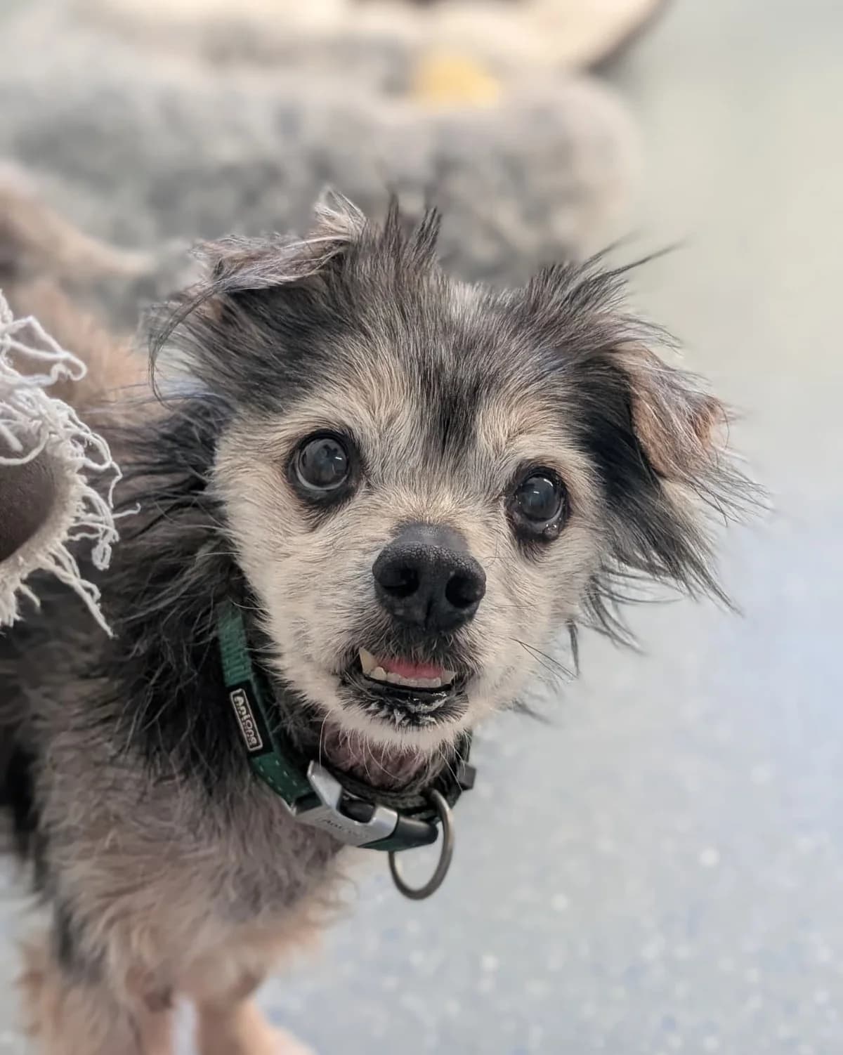 Lenny, male Mixed Breed for adoption at Tierheim Montabaur, Montabaur