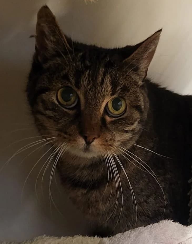 Minka, male mixed breed for adoption at Tierheim Montabaur, Montabaur