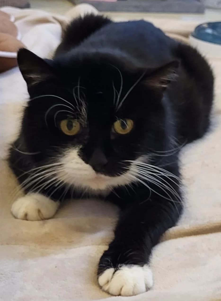 Mucki, male senior mixed breed for adoption at Tierheim Montabaur, Montabaur