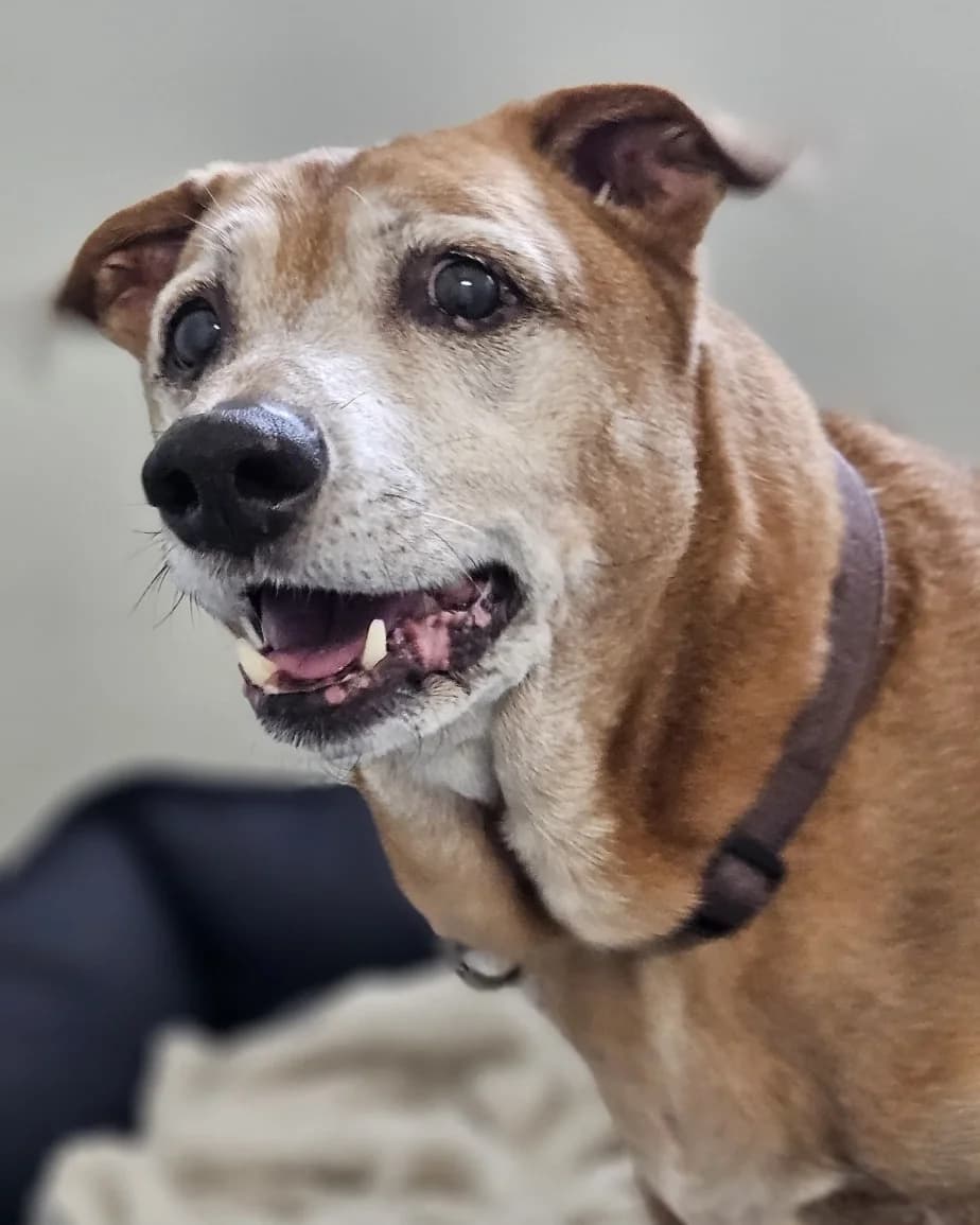 Floh, male Mixed Breed for adoption at Tierheim Montabaur, Montabaur