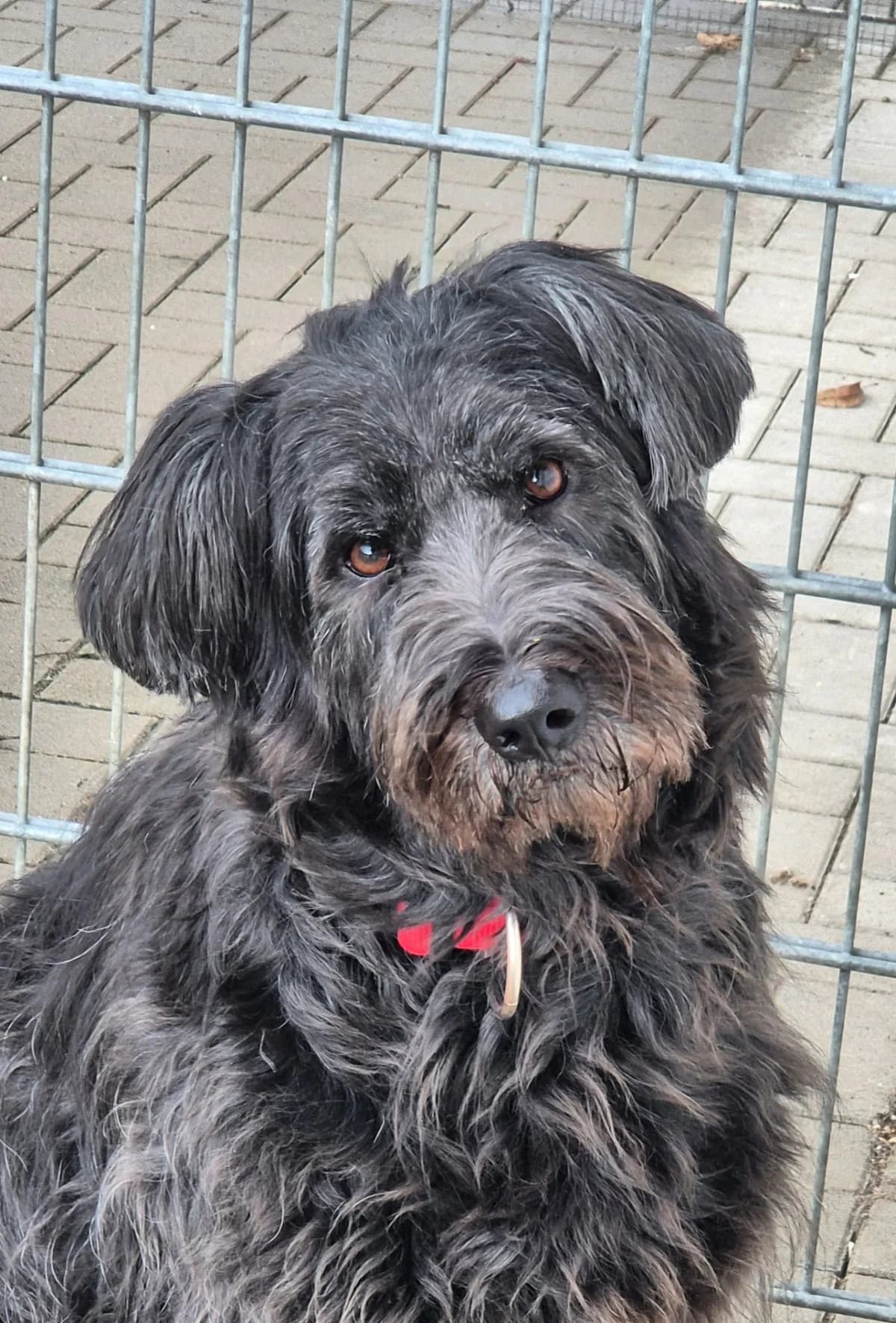 Freya, female 4yo Poodle for adoption at Tierheim Montabaur, Montabaur