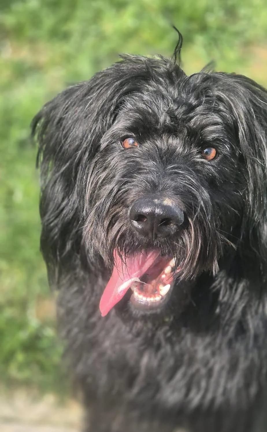 Bolle, male Poodle for adoption at Tierheim Montabaur, Montabaur