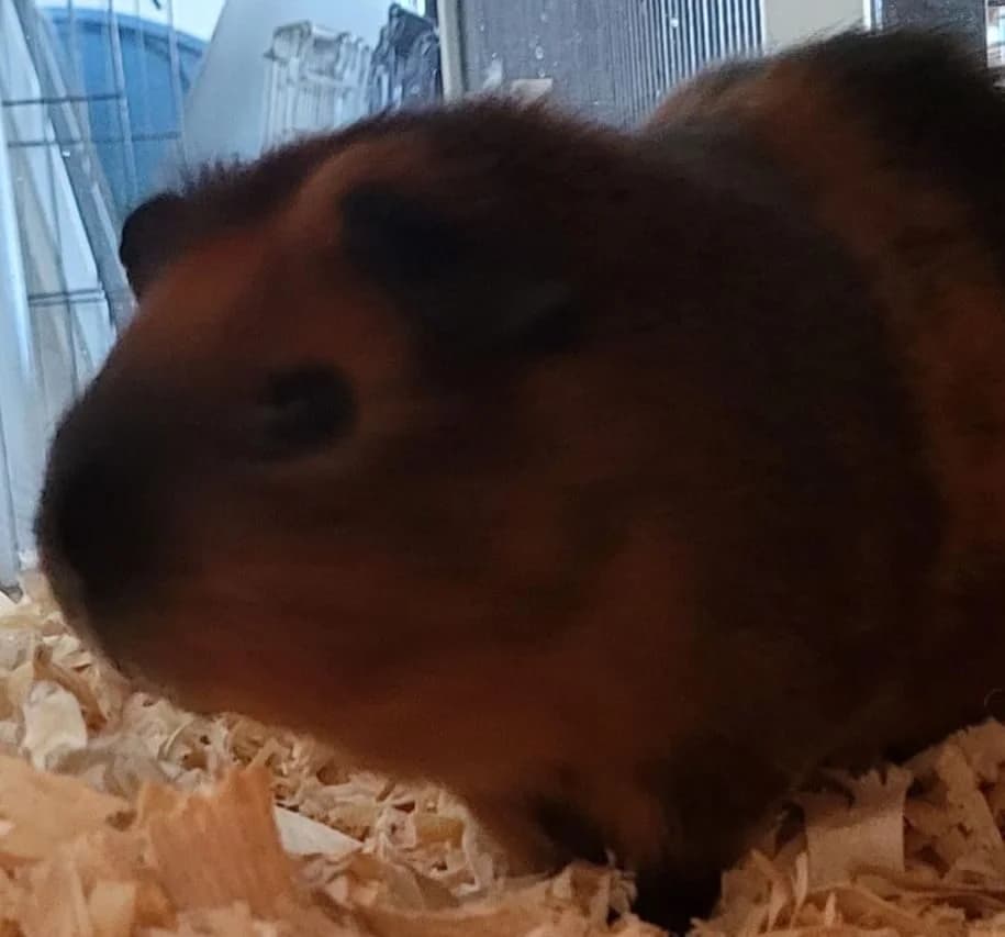 Kaspar, male mixed breed for adoption at Tierheim Montabaur, Montabaur