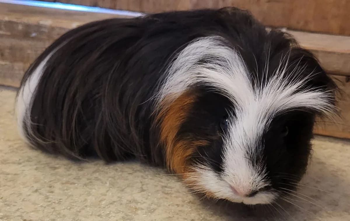 Quinzi, male mixed breed for adoption at Tierheim Montabaur, Montabaur