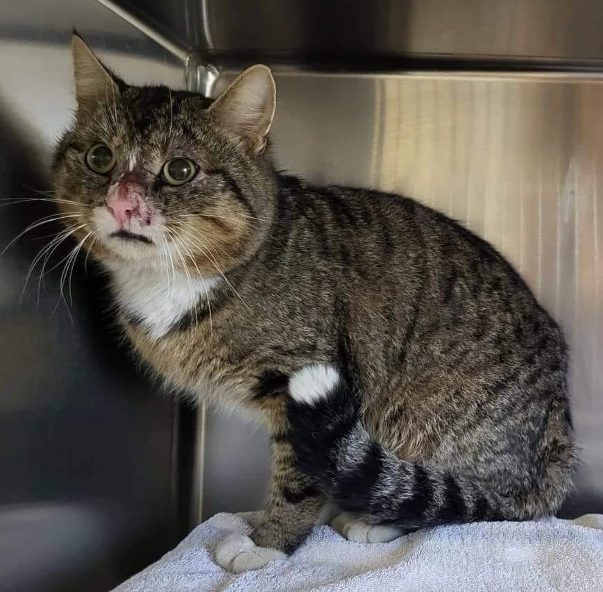 Meckes, male mixed breed for adoption at Tierheim Montabaur, Montabaur