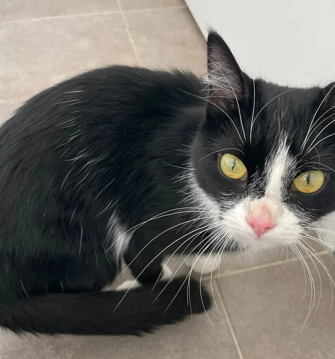 Mausi Fundkatze Eschelbach, female mixed breed for adoption at Tierheim Montabaur, Montabaur