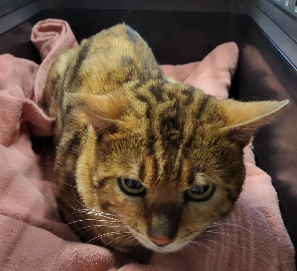 Moritz Fundkater Miehlen, male Bengal for adoption at Tierheim Montabaur, Montabaur