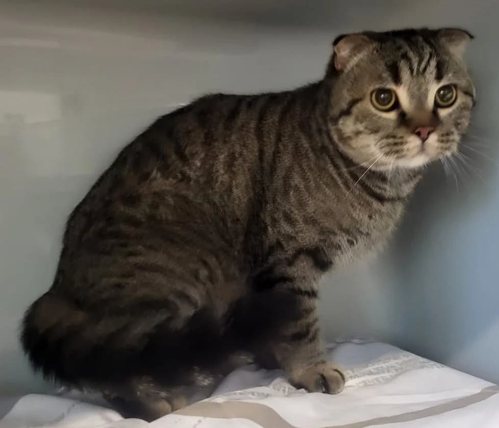 Simba, male Scottish Fold for adoption at Tierheim Montabaur, Montabaur