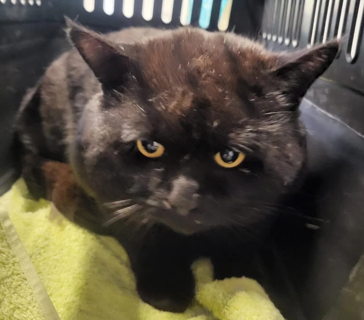 Bruno (Fundkater Boden), male mixed breed for adoption at Tierheim Montabaur, Montabaur