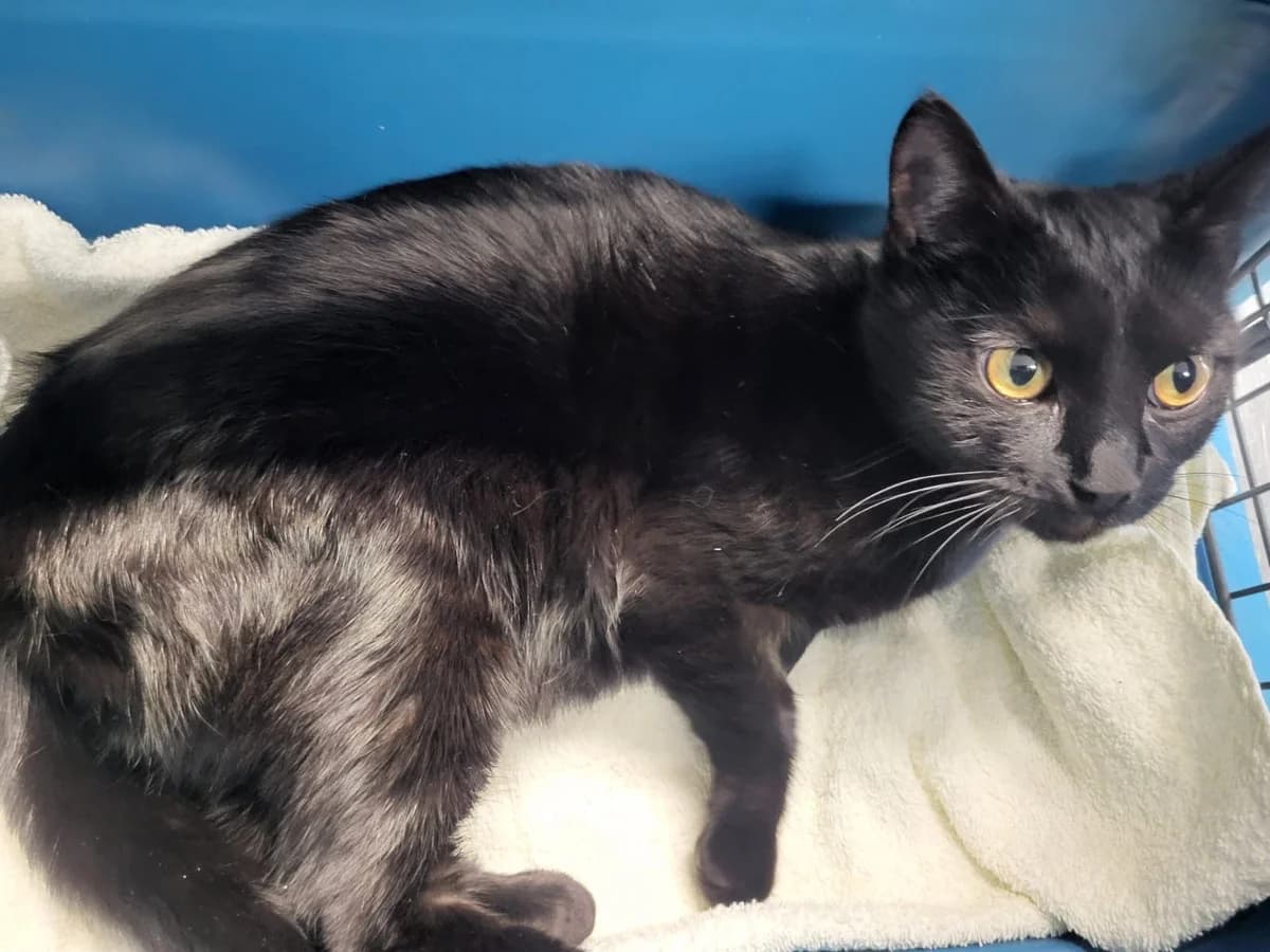 Ida (Fundkatze Ingelbach), female mixed breed for adoption at Tierheim Montabaur, Montabaur