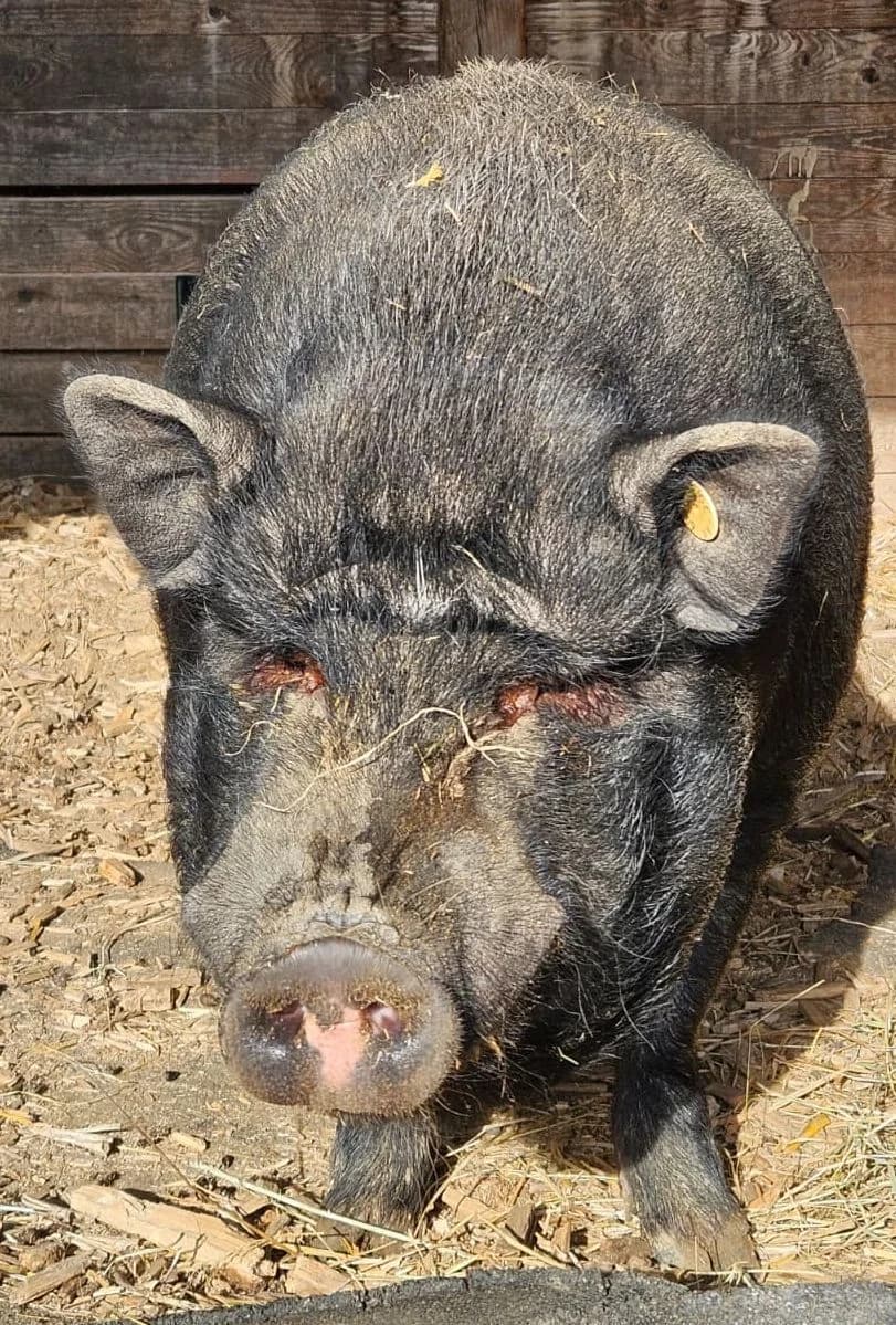 Horst, male 7yo mixed breed for adoption at Tierheim Montabaur, Montabaur