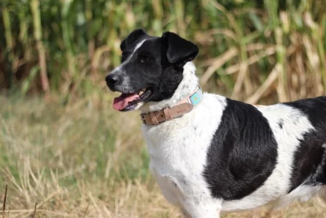 Mailo, male 7yo Mixed Breed for adoption at Tierheim Montabaur, Montabaur