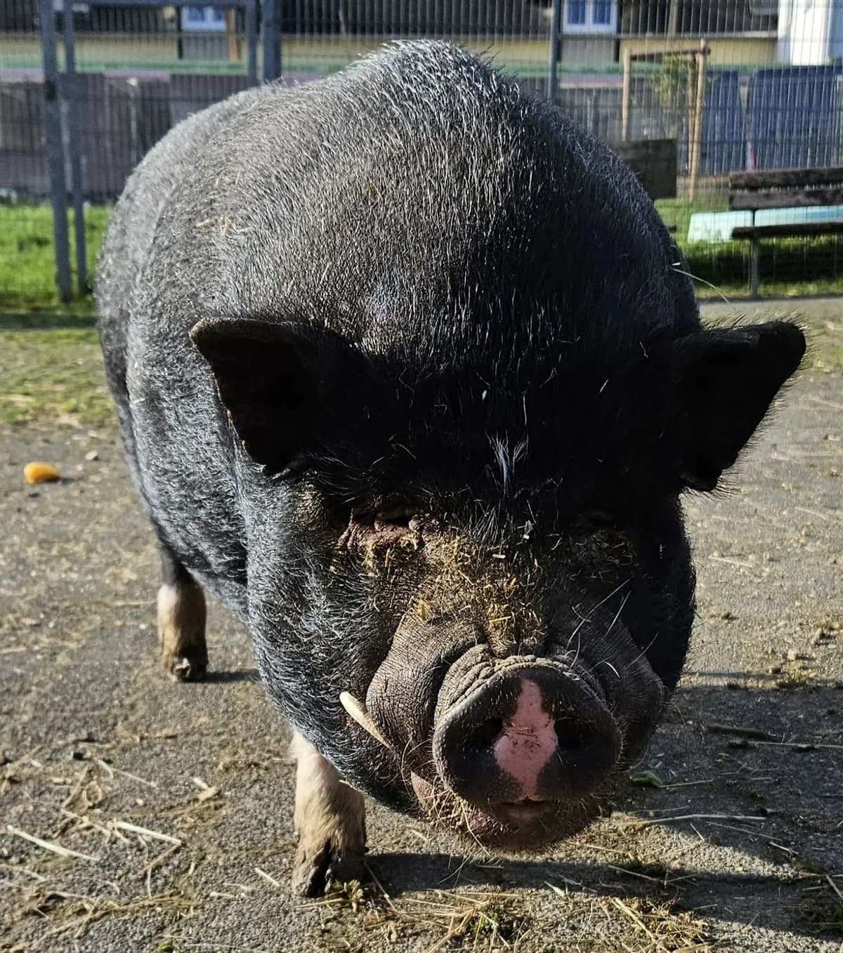 Bacon, male 7yo Mixed Breed for adoption at Tierheim Montabaur, Montabaur
