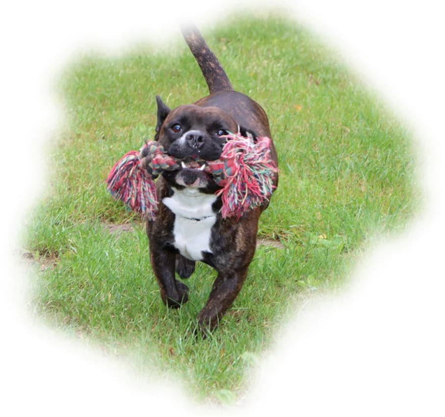 Buddy, male senior Bull Terrier for adoption at Tierheim Mülheim, Mülheim