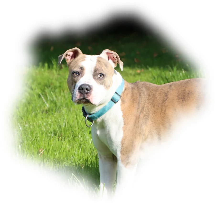 Sunny, female 6yo American Staffordshire Terrier for adoption at Tierheim Mülheim, Mülheim