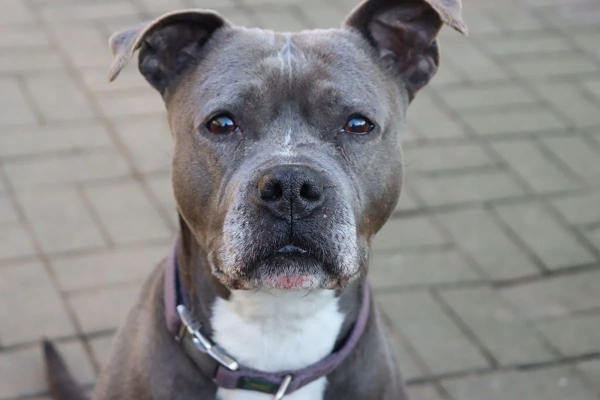 Mary, female senior American Staffordshire Terrier for adoption at Tierheim Mülheim, Mülheim