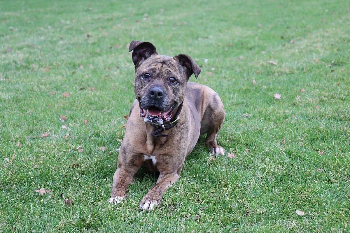 Amanda, female senior Pit Bull Terrier for adoption at Tierheim Mülheim, Mülheim