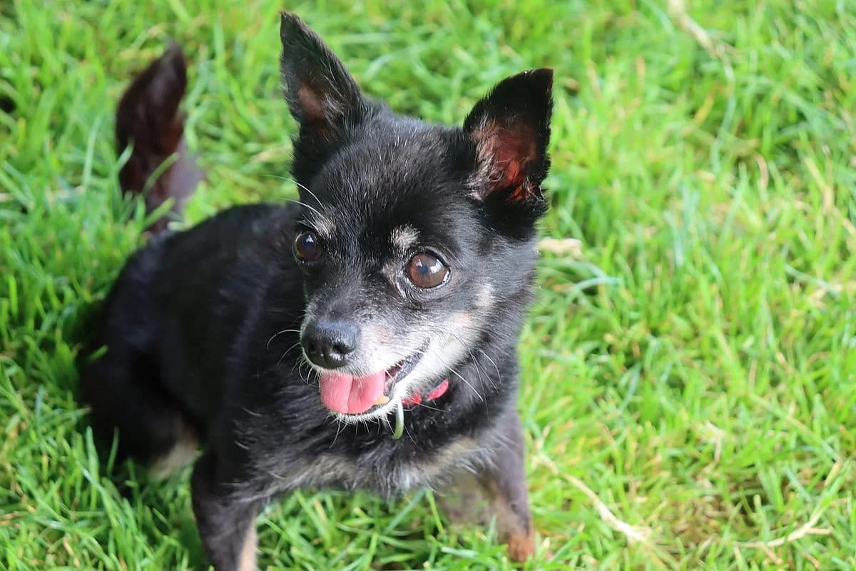 Cherry, female senior Chihuahua for adoption at Tierheim Mülheim, Mülheim
