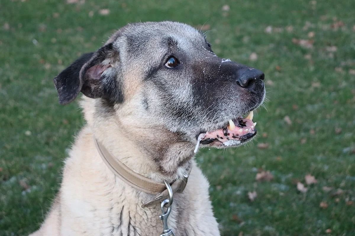 Django, male senior mixed breed for adoption at Tierheim Mülheim, Mülheim