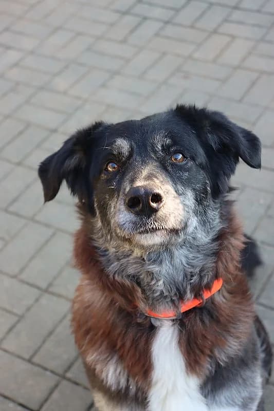 Lucy, female 4yo Mixed Breed for adoption at Tierheim Mülheim, Mülheim
