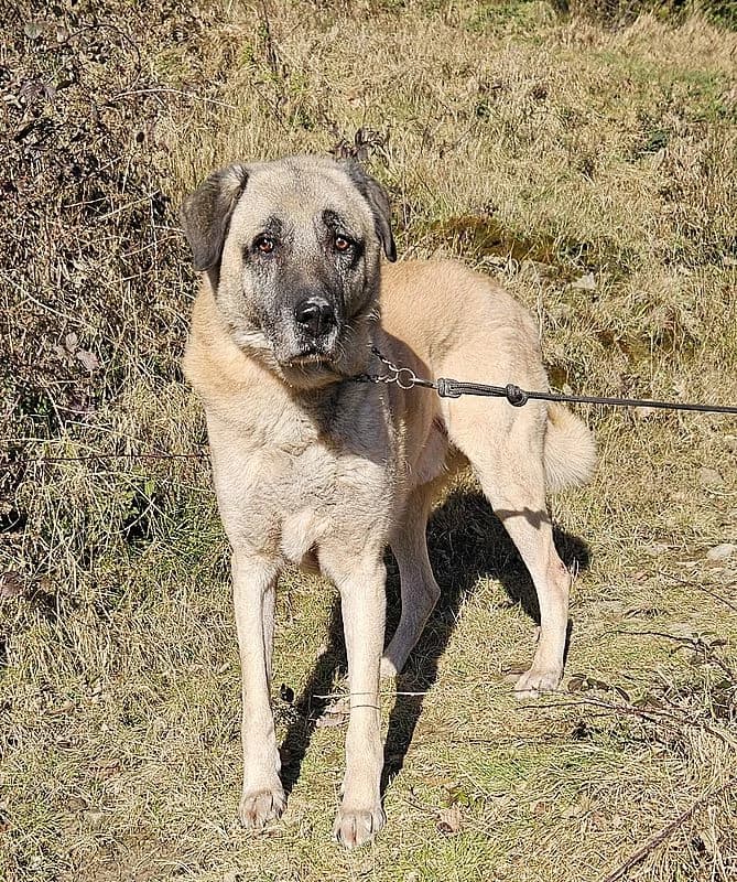 Gismo, male senior mixed breed for adoption at Tierheim Mülheim, Mülheim