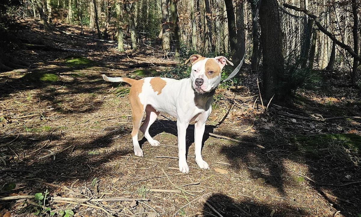 Motte, female 5yo Mixed Breed for adoption at Tierheim Mülheim, Mülheim