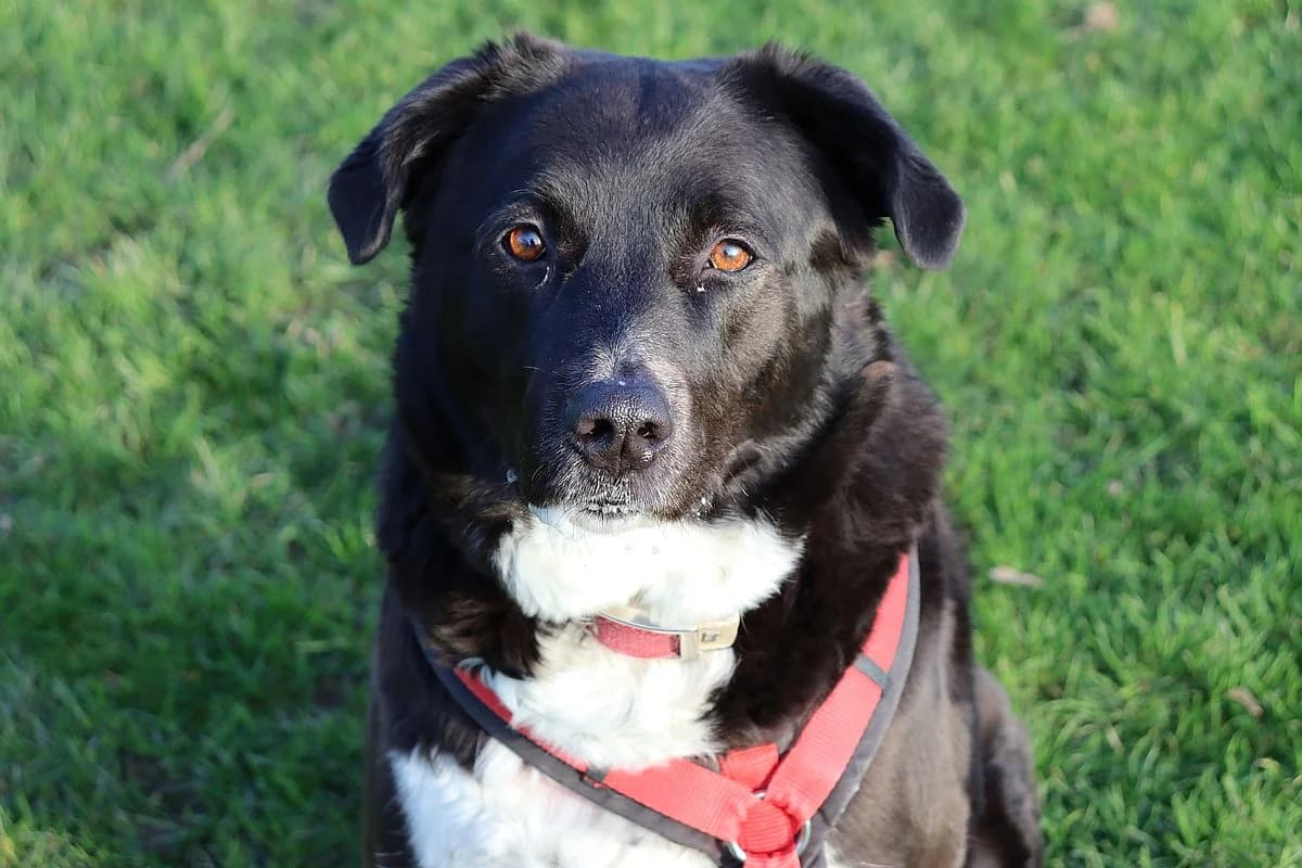 Chanel, female 7yo Mixed Breed for adoption at Tierheim Mülheim, Mülheim