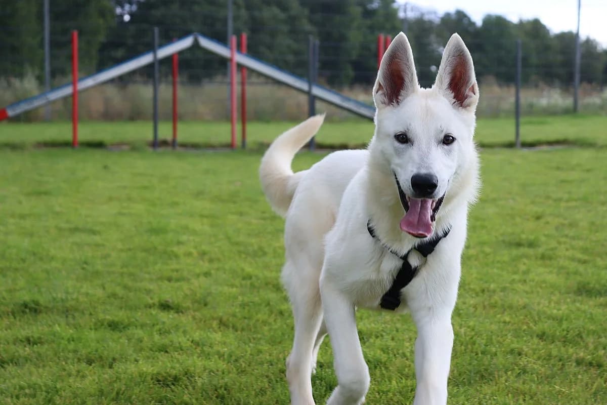 Donna, female young German Shepherd for adoption at Tierheim Mülheim, Mülheim