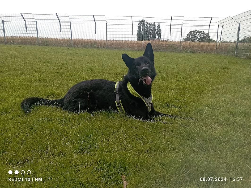 Nero, male 5yo German Shepherd for adoption at Tierheim Mülheim, Mülheim