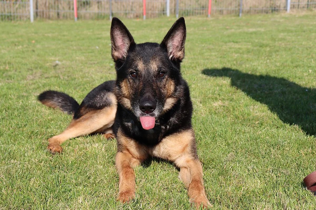 Raico, male senior German Shepherd for adoption at Tierheim Mülheim, Mülheim