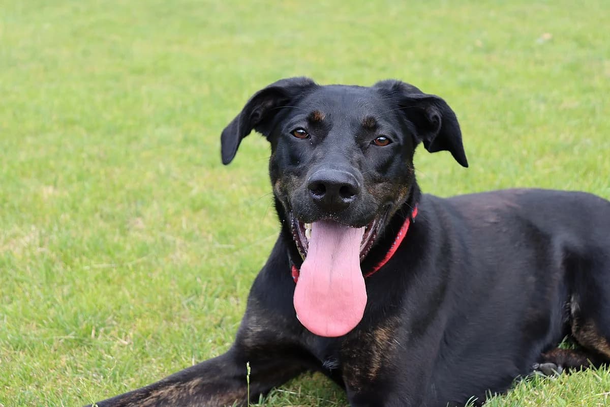 Goofy, male 3yo Doberman for adoption at Tierheim Mülheim, Mülheim