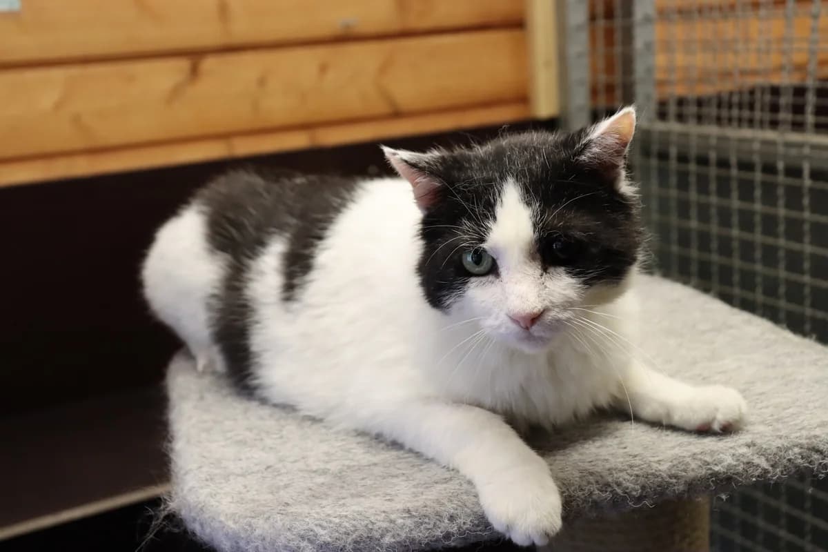 Lucky, male senior European Shorthair for adoption at Tierheim Mülheim, Mülheim