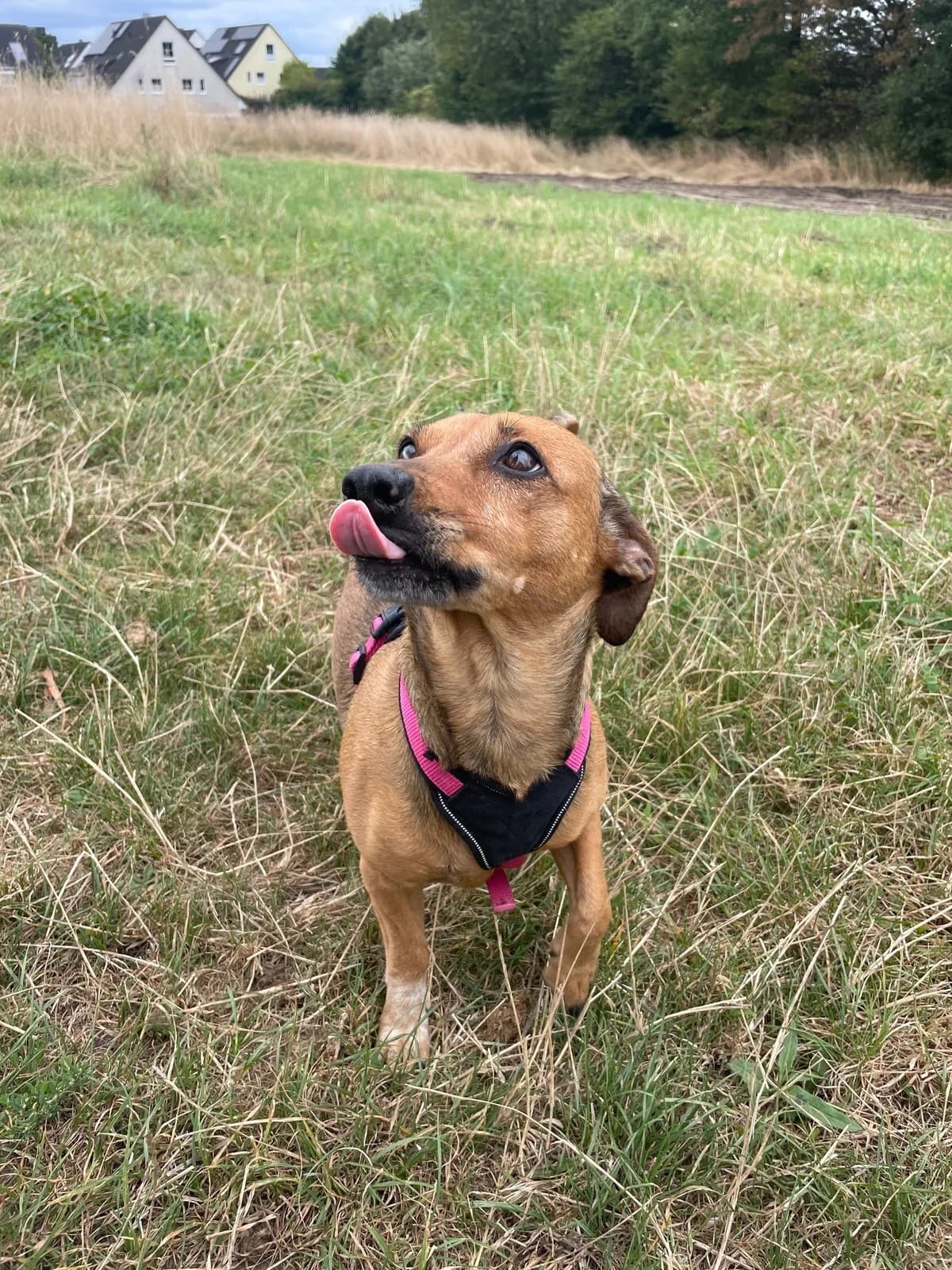 Frida und Lili, female senior Dachshund for adoption at Tierheim Mülheim, Mülheim