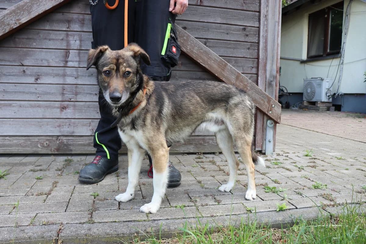 Buddy 2, male 6yo Mixed Breed for adoption at Tierheim Mülheim, Mülheim
