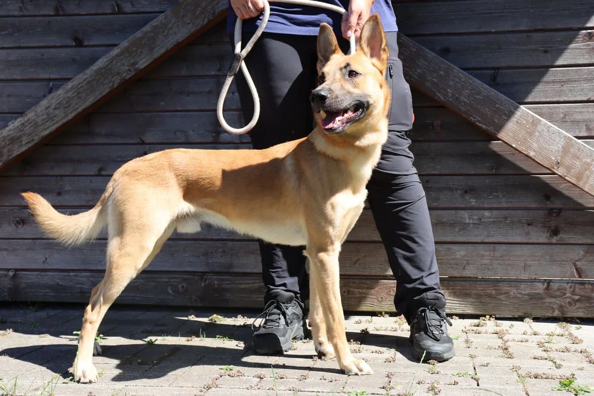 Mao, male German Shepherd for adoption at Tierheim Mülheim, Mülheim