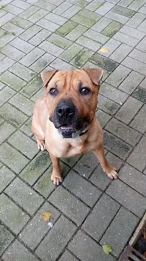 Hope, female senior Shar Pei for adoption at Tierheim Mülheim, Mülheim