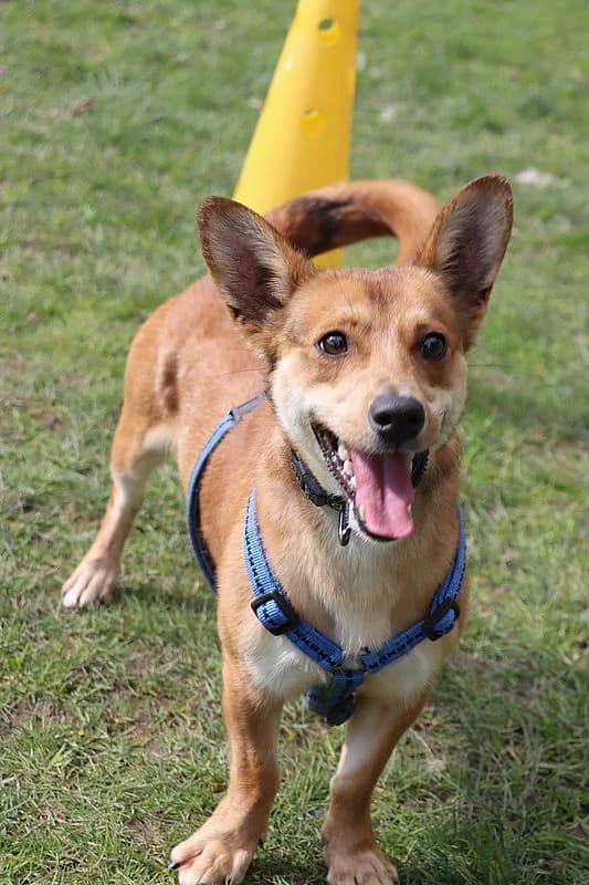 Foxi, male young Shiba Inu for adoption at Tierheim Mülheim, Mülheim