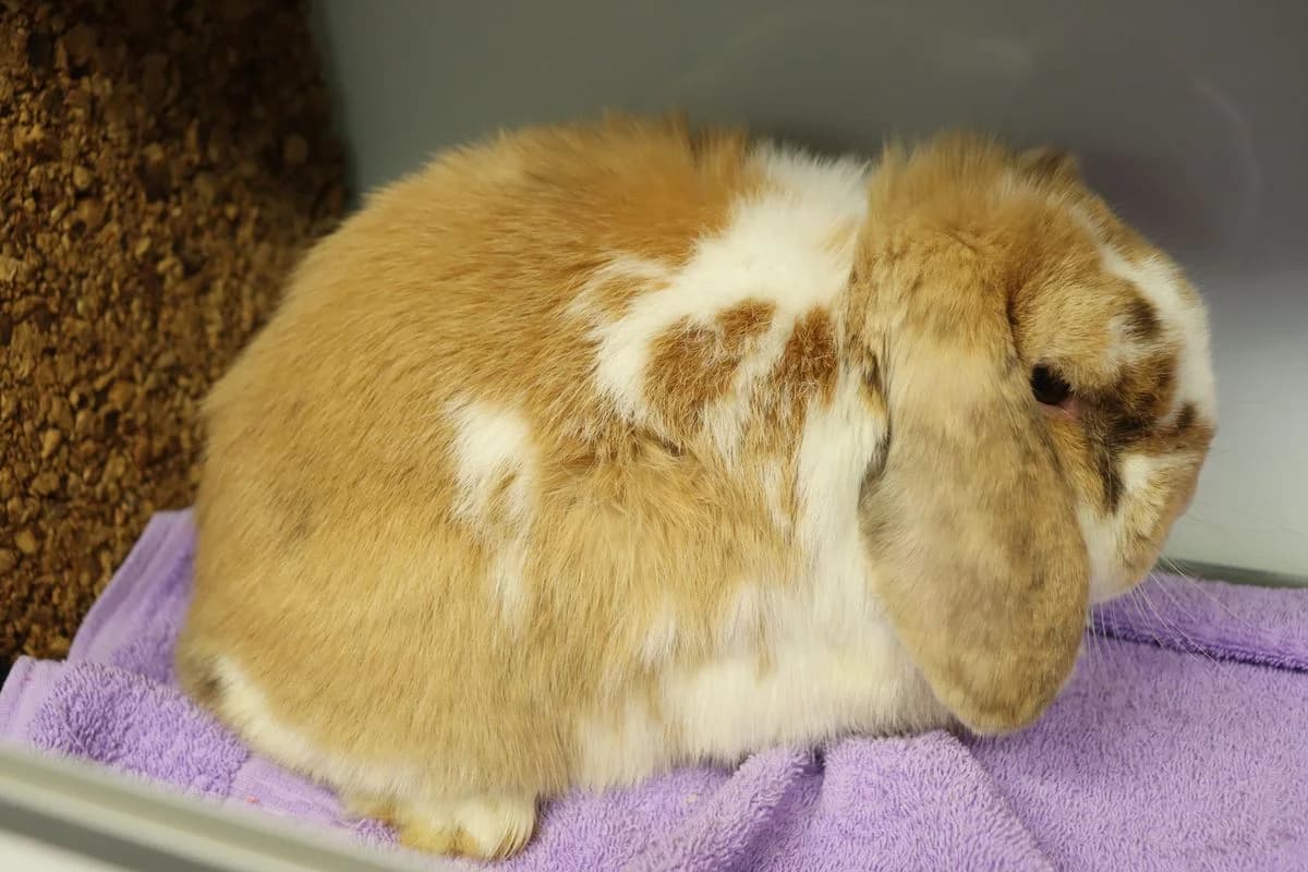 Bugs und Bunny, male 3yo mixed breed for adoption at Tierheim Mülheim, Mülheim